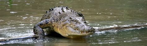 Saltwater Crocodile - Australia Zoo