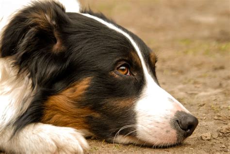 The 136 Most Popular Border Collie Names