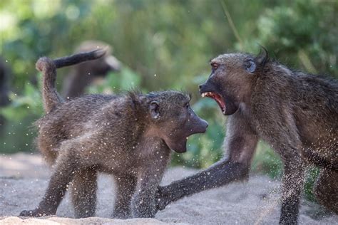 Fighting is infectious among groups of monkeys - Earth.com