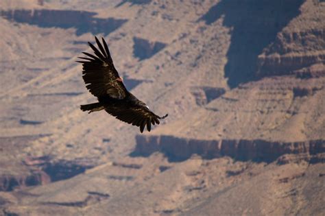 Condor Myths & Facts - California Condors (U.S. National Park Service)