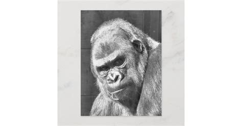 FUNNY GRUMPY GORILLA POSTCARD | Zazzle