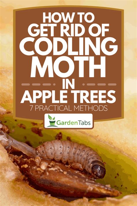 How To Get Rid Of Codling Moth In Apple Trees [7 Practical Methods]