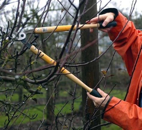 Pruning fruit trees | OregonLive.com