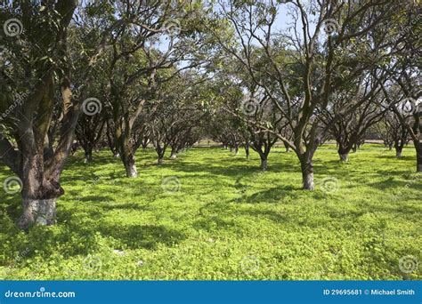 Punjabi mango orchard stock image. Image of flora, warm - 29695681