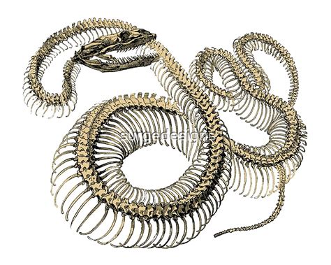 "antique typographic vintage snake skeleton" by surgedesigns | Redbubble