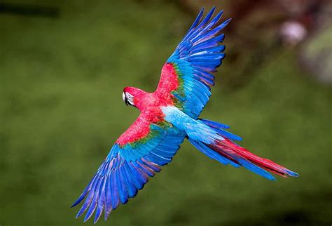 The most beautiful flying bird – News0days