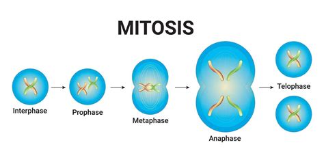 Animal cell Mitosis illustration with chromosomes Vector Design 27892925 Vector Art at Vecteezy