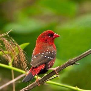 Strawberry Finch - Coloring Up | Lee's Exotic Birds