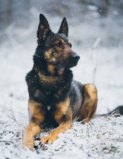 Belgian Malinois German Shepherd Mix: The German Malinois