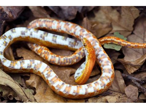 Aztec Hypo Sunkissed Cornsnake - Ians Vivarium