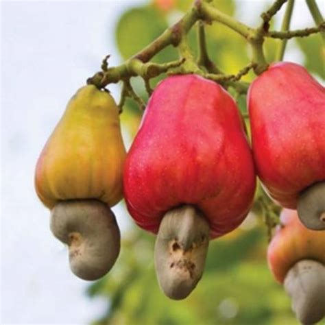 How are cashews harvested - How to harvest Cashews safely?