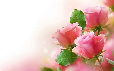 Pretty Pink Rose Wallpaper - Colors Wallpaper (34511768) - Fanpop