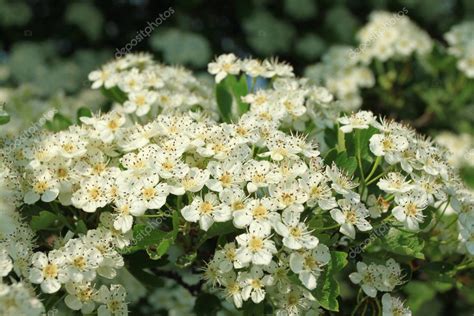 Hawthorn blossom — Stock Photo © fotokris44 #7317834