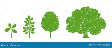 Oak Growing Stages. Isolated Oak Tree on White Background Stock Vector ...