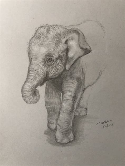 Pin on Animal portraits | Pencil drawings of animals, Elephant drawing, Beautiful pencil drawings