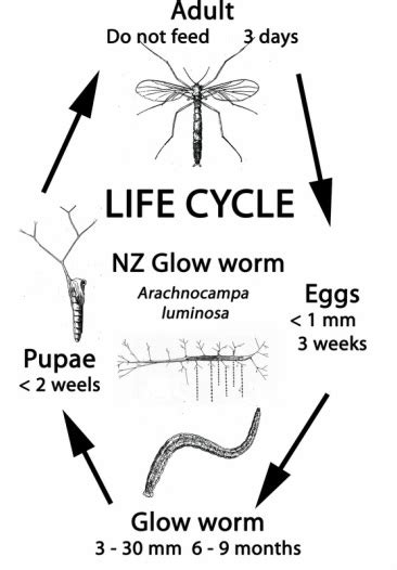 Biology - Glowworm The Fungus Gnat