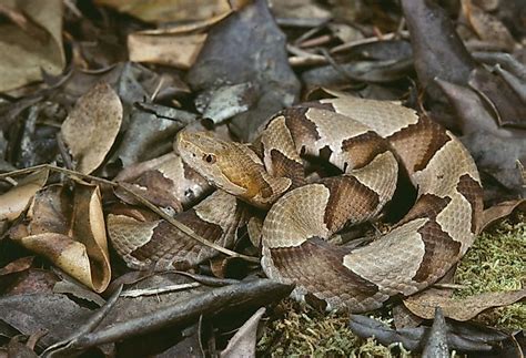 The Most Venomous Snakes Of Florida - WorldAtlas.com