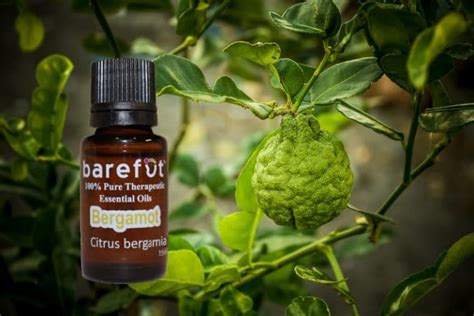 Bergamot Essential Oil - Natural Essential Oils - Barefut Essential Oils