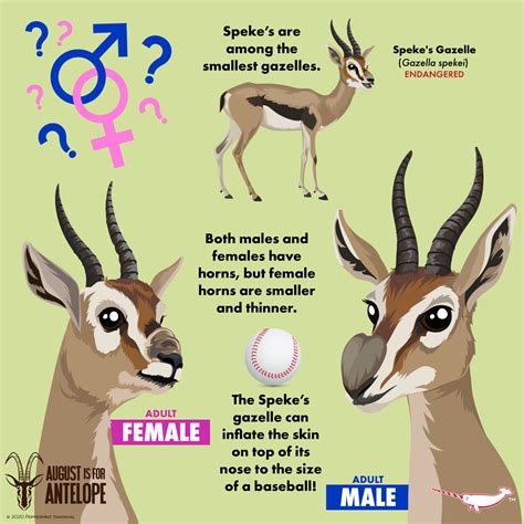 Male/Female: Speke's Gazelle... - Peppermint Narwhal Creative