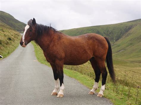 Horse Colors - Many Differences