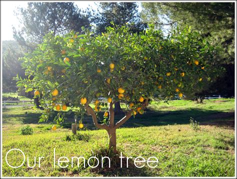 Our Lemon Tree » Natalie Chiles