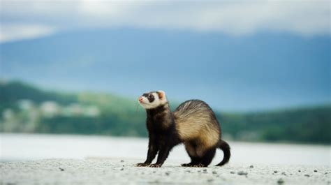 What Is the Natural Habitat of a Ferret? – Impressive Nature