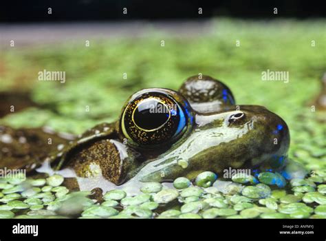 Close up of a Bullfrog in marsh habitat, Canada Stock Photo - Alamy