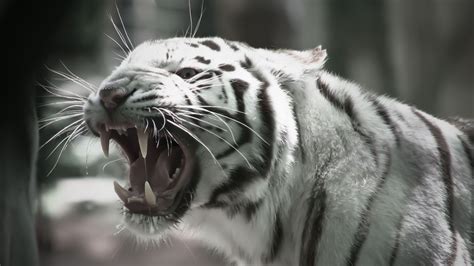 Wallpaper Hd White Tiger