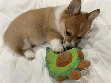 Get terrific ideas on "corgis puppies". They are actually readily available for you on our ...