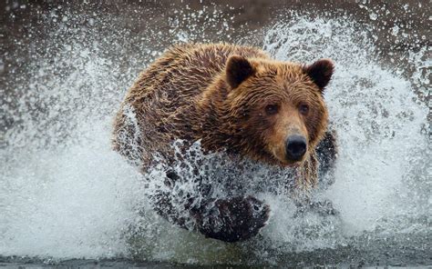 Grizzly Bear Wallpapers - Wallpaper Cave