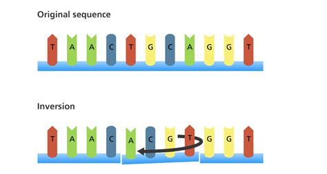 What types of mutation are there? | Facts | yourgenome.org