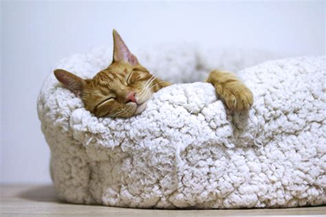 Orange Cat Sleeping on white bed : aww