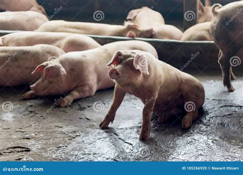 The Pig is Sleeping after Eating the Food. Pork in a Pig Farm Stock Photo - Image of copy ...