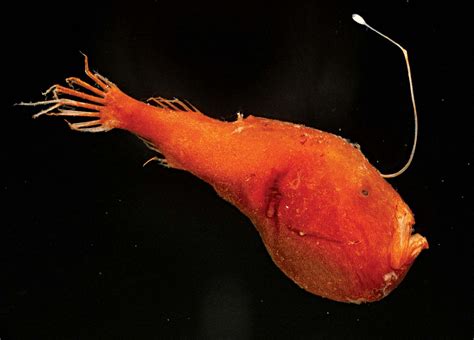 Anglerfish | Deep-sea, Benthic, Adaptations | Britannica