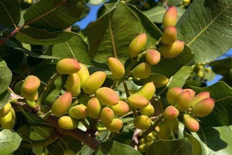 Where Do Pistachios Grow? (WHAT Are They) And MORE - The Gardener Info