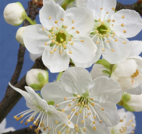 Cherry Plum - Bach Flower Learning Programme & Educational Resource