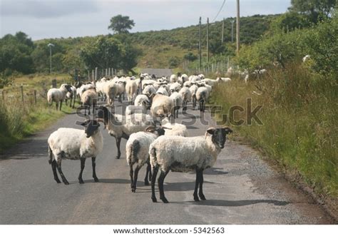 Sheep On Country Road Ireland Stock Photo (Edit Now) 5342563