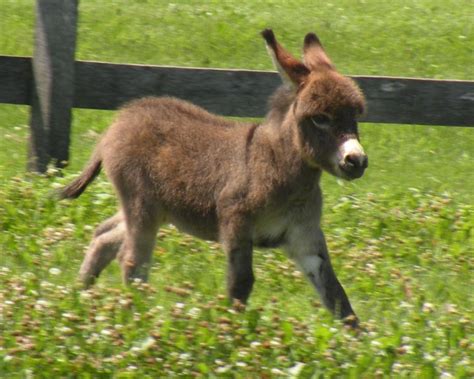 Donkey Baby - Donkeys Wallpaper (25772229) - Fanpop