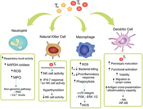 Innate Immunity Cells