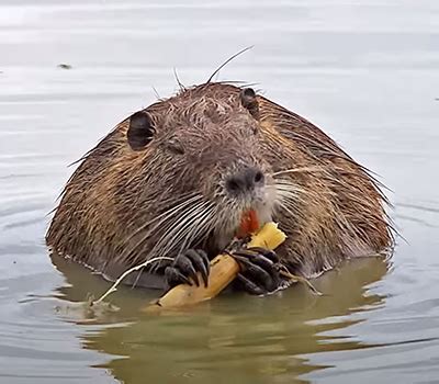 How to Get Rid of Nutria