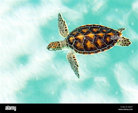 Cute Baby Sea Turtles In The Water