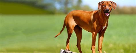 Rhodesian Ridgeback | Dog Breed Facts and Information - Wag! Dog Walking