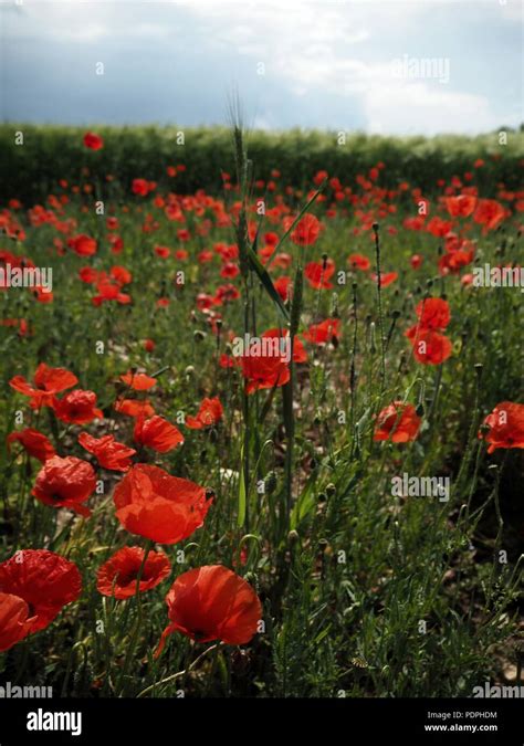 Poppy flower field Stock Photo - Alamy