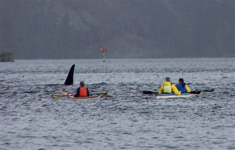 Orcas Kayaking | Southeast Sea Kayaks