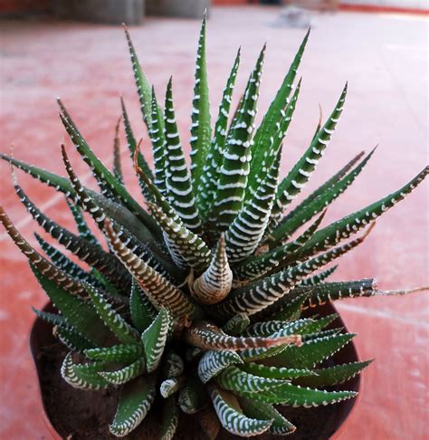 11 BEST INDOOR SUCCULENTS | Cactus plants, Planting succulents, Cacti and succulents