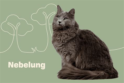 Nebelung Cat Breed Information & Characteristics | Daily Paws