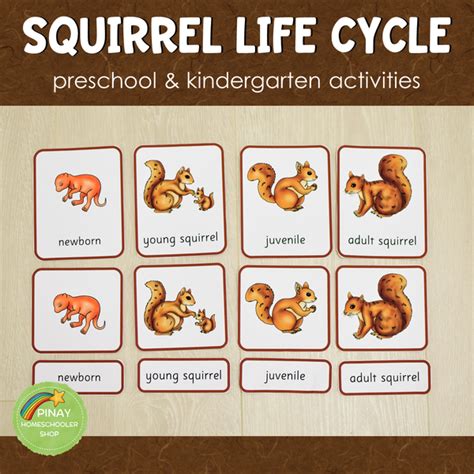 Squirrel Life Cycle Set - Preschool & Kindergarten Science Centers – Pinay Homeschooler Shop