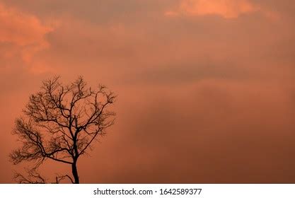 111,811 Sad Tree Images, Stock Photos & Vectors | Shutterstock