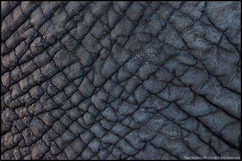 Elephant Skin Texture | Texture art, Texture inspiration, Texture