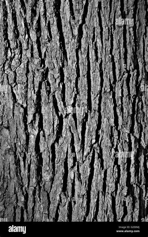 Bark tree bark Black and White Stock Photos & Images - Alamy